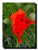 Fleur de coquelicot