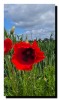 Coquelicot dans l'herbe, au fond des nuages un peu gris